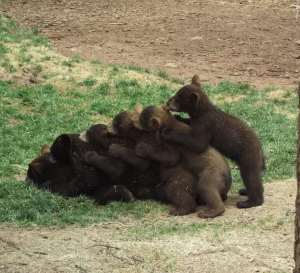 bear-cub-pile-up