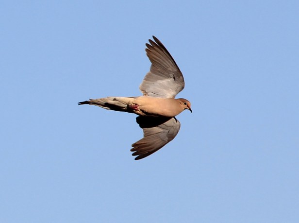 M Dove in Flight