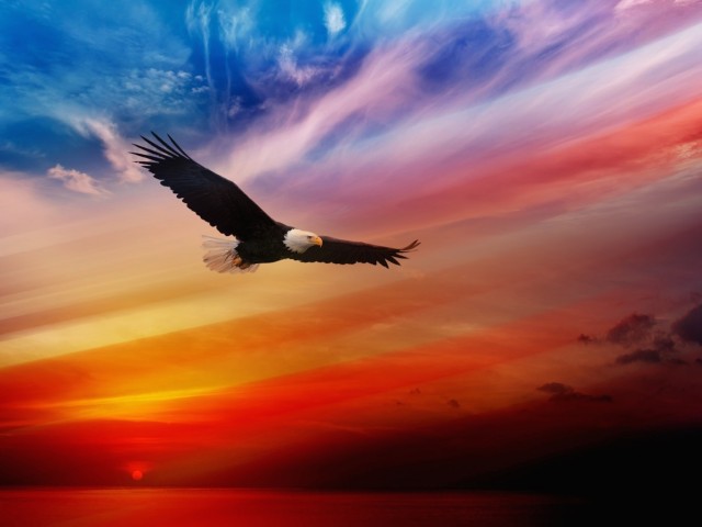 eagle 7